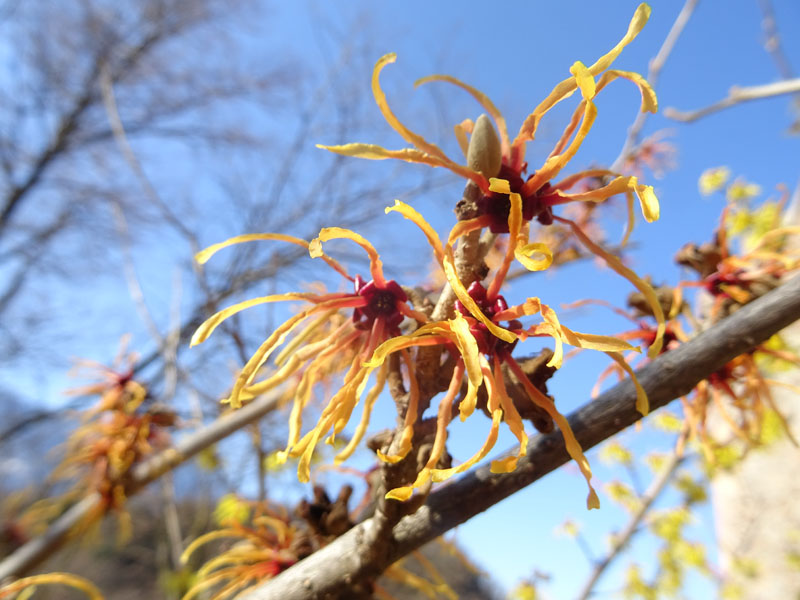 Hamamelis sp.